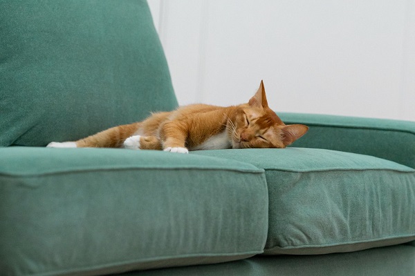 Hướng dẫn lựa chọn loại đệm mút phù hợp cho ghế sofa của bạn